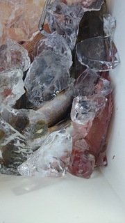 DSC_0037.JPG