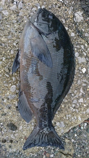 DSC_0049.JPG