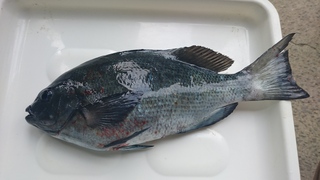 DSC_0041.JPG