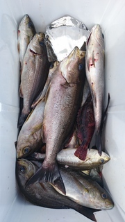 DSC_0087.JPG