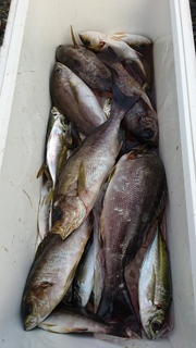 DSC_0096.JPG