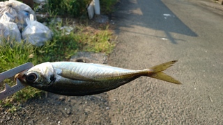 DSC_0103.JPG