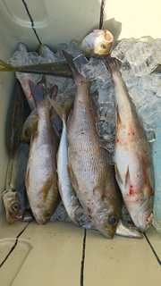 DSC_0088.JPG