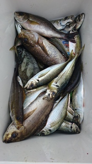 DSC_0104.JPG