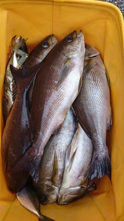DSC_0103.JPG