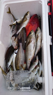 DSC_0118.JPG