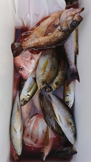 DSC_0175.JPG