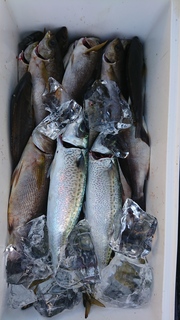 DSC_0241.JPG