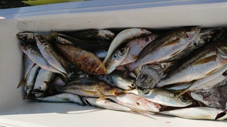 DSC_0264.JPG