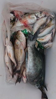 DSC_0267.JPG