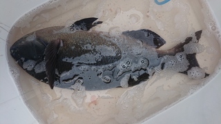 DSC_0301.JPG