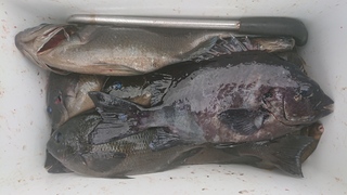 DSC_0303.JPG