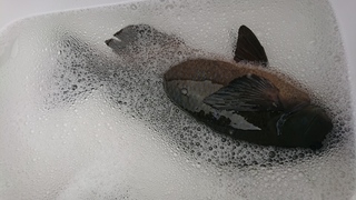 DSC_0305.JPG