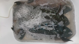 DSC_0301.JPG