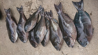 DSC_0300.JPG