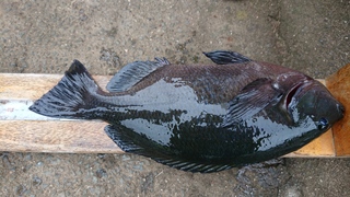 DSC_0412.JPG