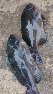 DSC_0413.JPG