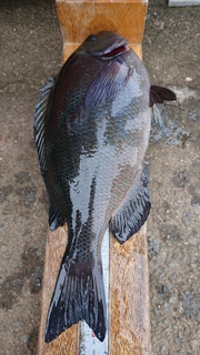 DSC_0414.JPG