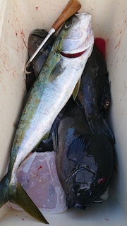 DSC_0418.JPG