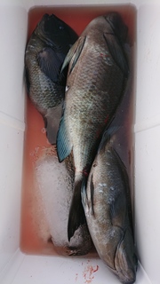 DSC_0416.JPG