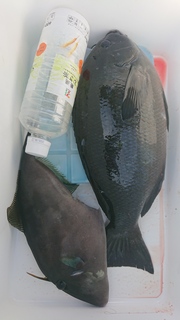 DSC_0415.JPG