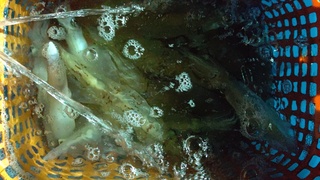 DSC_0033.JPG