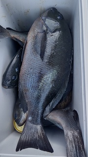 DSC_0447.JPG