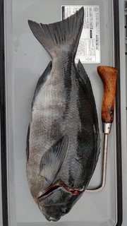 DSC_0481.JPG