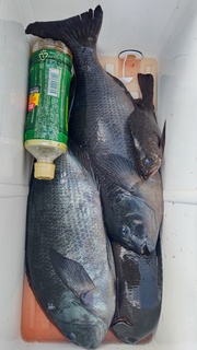 DSC_0530.JPG