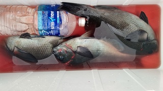 DSC_0565.JPG