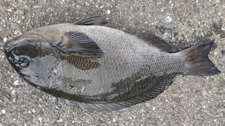 DSC_0603.JPG