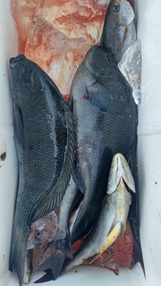 DSC_1165.JPG