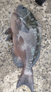DSC_1177.JPG