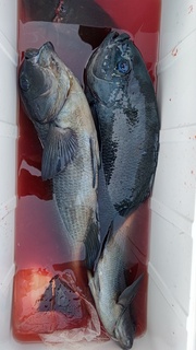 DSC_1249.JPG