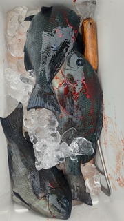 DSC_1326.JPG