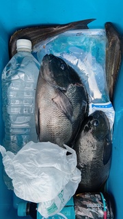 DSC_1740.JPG