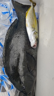 DSC_1809.JPG