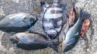 DSC_1871.JPG
