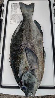 DSC_1953.JPG