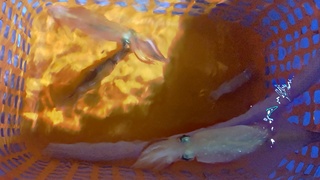 DSC_2071.JPG